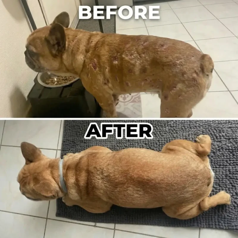 Poudre de champignons pour animaux de compagnie